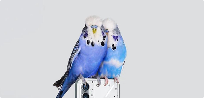Two blue and white budgies perched together on the top edge of a white Nothing Phone against a light gray background.